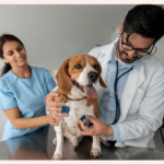 Understanding Common Health Issues in Small Animals: Insights from a Veterinarian’s Perspective