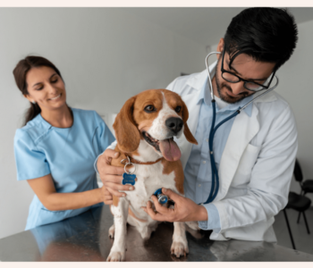 San Diego veterinarian