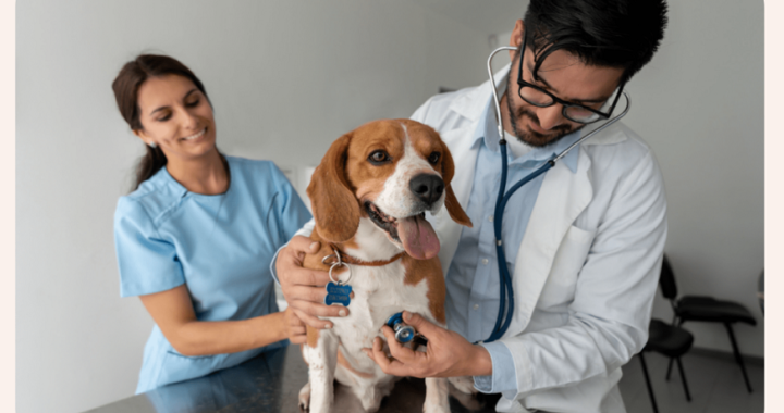 San Diego veterinarian