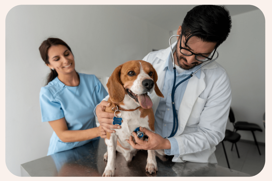 San Diego veterinarian