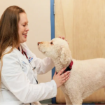 Vaccination Schedules For Cats And Dogs: What Every Pet Owner Should Know