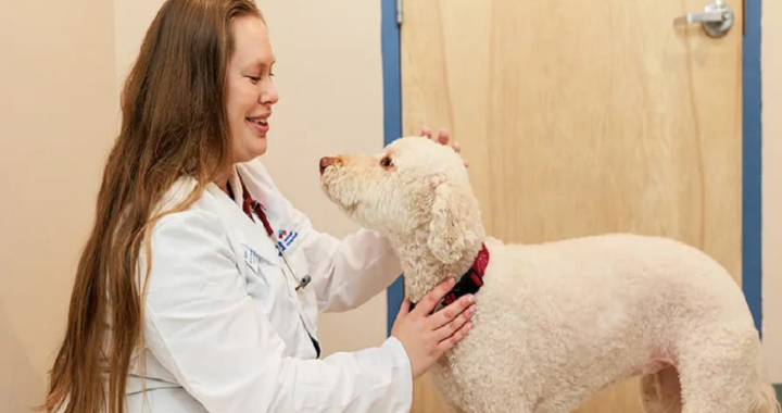 veterinarian in Fair Oaks, CA