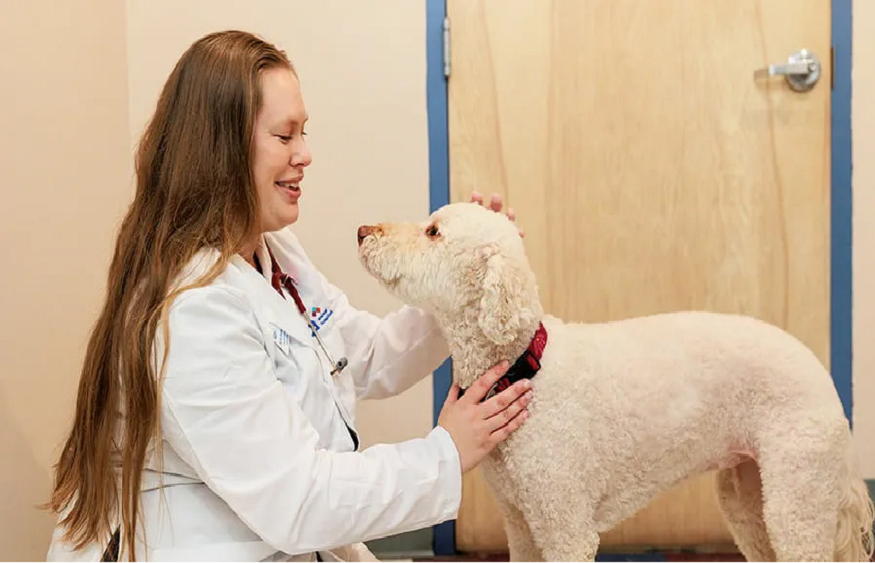 veterinarian in Fair Oaks, CA