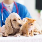 Navigating Your Pet’s Health: What to Expect from Your General Veterinarian