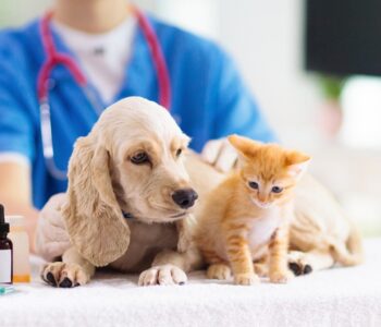 Your Pet's Health: