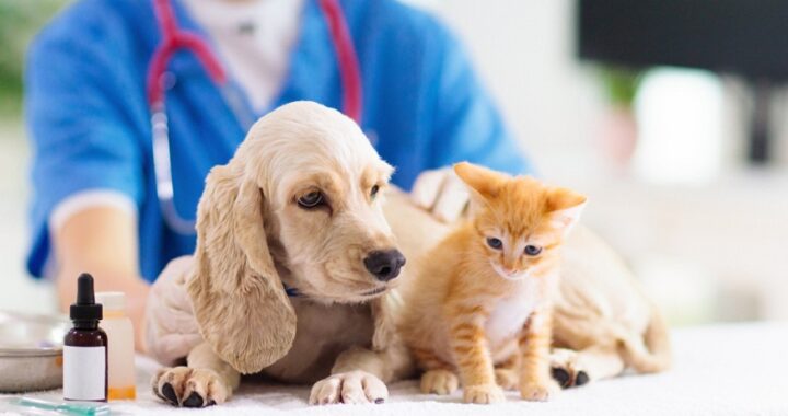 Your Pet's Health: