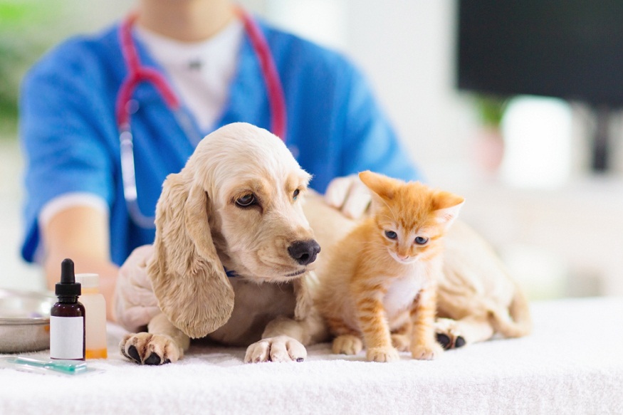 Your Pet's Health: