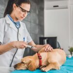 Behind the Scenes: A Day in the Life of a Veterinary Hospital Staff Member